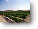 vines